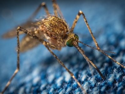 Reise Tipp Packliste Mückenspray